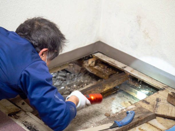 Best Best Mold Removal Companies  in Ocean Springs, MS