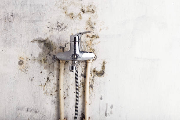 Best Mold Remediation Experts  in Ocean Springs, MS