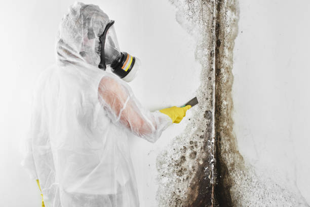 Crawl Space Mold Removal in Ocean Springs, MS