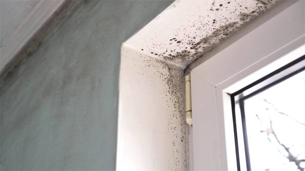 Best Certified Mold Removal  in Ocean Springs, MS