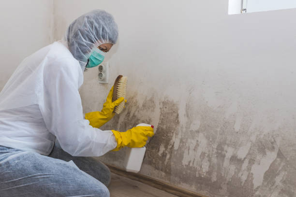 Best Attic Mold Removal  in Ocean Springs, MS