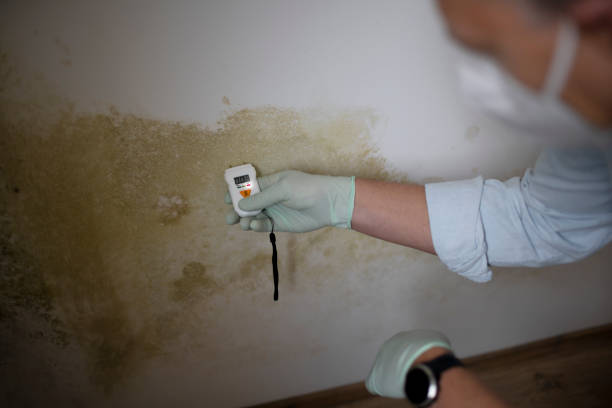 Best Professional Mold Removal  in Ocean Springs, MS