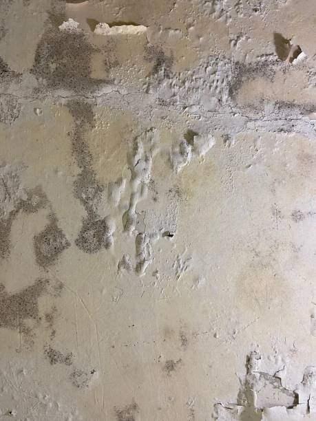 Best Mold Damage Repair  in Ocean Springs, MS