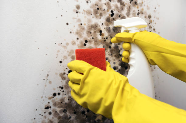 Certified Mold Removal in Ocean Springs, MS