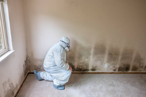 Best Commercial Mold Removal  in Ocean Springs, MS