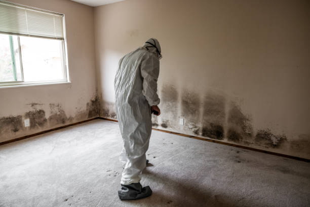 Ocean Springs, MS Mold Removal Company