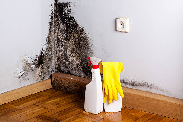 Best Crawl Space Mold Removal  in Ocean Springs, MS