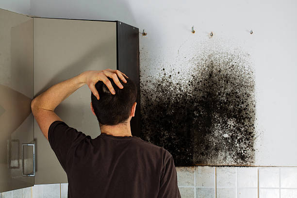 Best Affordable Mold Removal  in Ocean Springs, MS